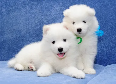 Белоснежные красавицы: Исследование десяти пород белых собак в интернет  зоомагазине Любимчик