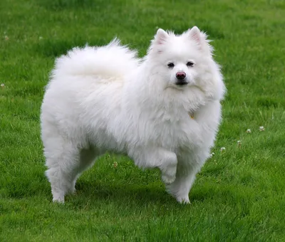 Белые окрасы — ОКНО в генетику собак