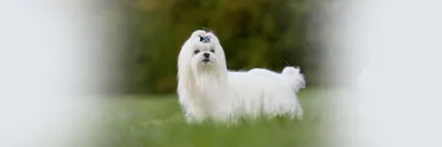 Фотография шпицев Собаки белая Пушистый Животные