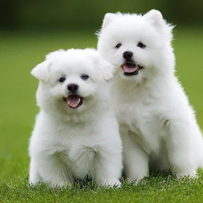 Собака Белый Пастух Животное - Бесплатное фото на Pixabay - Pixabay