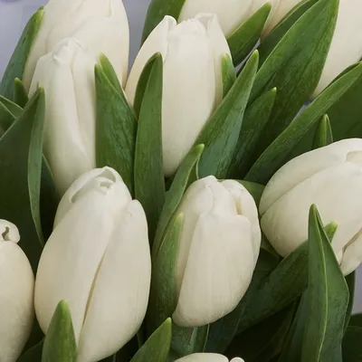 Букет из тюльпанов белых - Букет тюльпанов белых