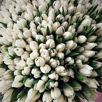 Букет 35 белых тюльпанов в упаковке с бесплатной доставкой в Барнауле |  Купить тюльпаны недорого