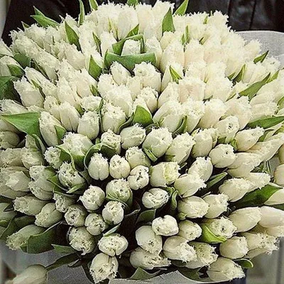 Букет 15 белых тюльпанов - купить с доставкой в Омске - Лаванда