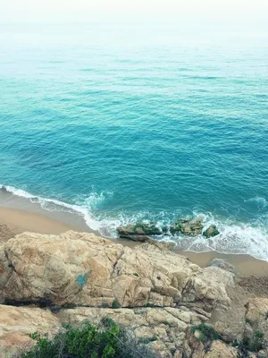Бесплатное изображение: пляж, вода, морской лев, море, океан, дикая  природа, морской берег, животное, тихого океана, природа