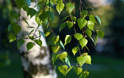 🌳 Искусственное дерево: Берёза, 150-550см купить » Искусственные растения  с доставкой по всей России