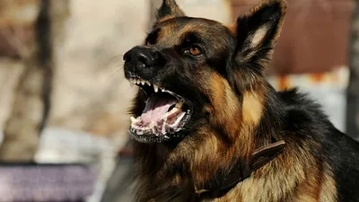 В четырех районах области объявлен карантин из-за бешеных собак | Новости  Саратова и области — Информационное агентство \"Взгляд-инфо\"