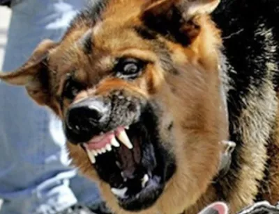 В Тверской области бешеная собака покусала двух человек | официальный сайт  «Тверские ведомости»