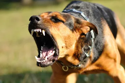 У собаки, укусившей первоклассницу, подтвердилось бешенство | Перший  Запорiзький