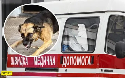 Бешеная собака покусала женщину под Киевом - карантин ввели в Кагарлыкской  общине | РБК Украина