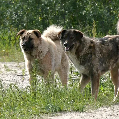 Два десятка человек на Ямале пострадали от нападения бешеных собак: : ЯМАЛ 1