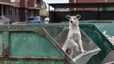 Бешеные деньги\": кто наживается на истреблении собак в Бурятии - РИА  Новости, 24.05.2021