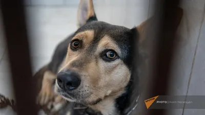 В Николаеве бешеная собака покусала не менее 12-ти человек |  Journalist.today