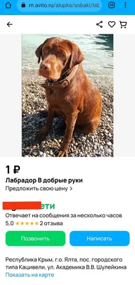 Бешеная собака покусала четверых детей в Ехегнадзоре - 30.08.2023, Sputnik  Армения