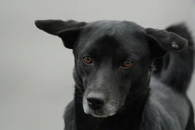 В центре Рыбинска нашли труп бешеной собаки | Ярославль и Ярославская  область - информационный портал