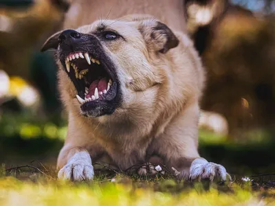 Бешеные лисы активизировались и стали нападать на собак в Ростовской области