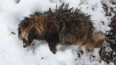 голодные бродячие собаки. помощь животным. доброе сердце. бешеная собака.  голодная собака Стоковое Изображение - изображение насчитывающей голодно,  собака: 235269095