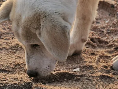 В Калужской области нашли бешеных енотовидных собак - Общество - Новости -  Калужский перекресток Калуга
