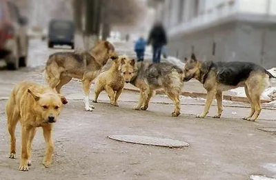 Нападение на улице: бешеная собака покусала 24 человека - Происшествия -  Новости - Калужский перекресток Калуга