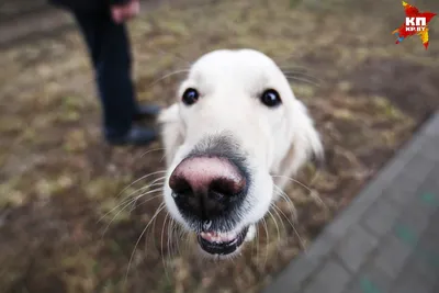 В Тверской области бешеная собака покусала хозяйку - ТИА