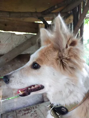 Ласковая бешеная собака облизала 14 бобруйчан. Теперь они получают прививки  – REFORM.by