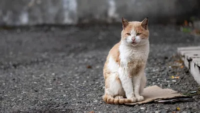 Картинки бездомных кошек фотографии