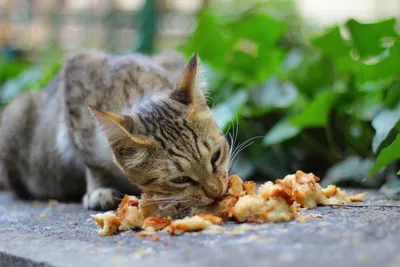 В Петербурге помогут бабушкам, которые кормят бездомных кошек - Российская  газета