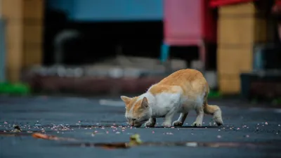 В вашем дворе есть бездомные коты? Рассказываем, как правильно им помогать  — последние Новости на Realt