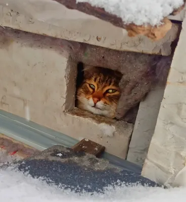 Москвичей приглашают пересчитать всех бездомных кошек города - 28.02.2021,  Sputnik Казахстан