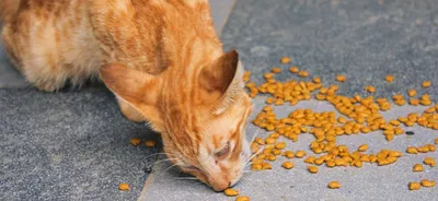 Бездомные кошки: проблема для городов и стран» — создано в Шедевруме