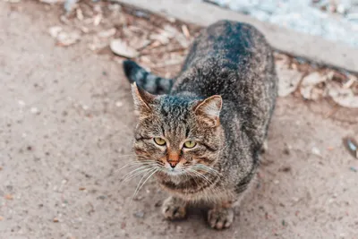 Очередная подборка бездомных котов и кошек моего города | Пикабу