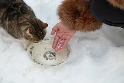 Хабаровчане уничтожают бездомных кошек | ПРОИСШЕСТВИЯ | АиФ Хабаровск