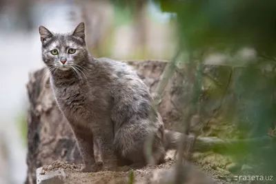 Вакцина от расчеловечивания». Как проект Mushukkent помогает уличным кошкам  и сближает соседей – Новости Узбекистана – Газета.uz