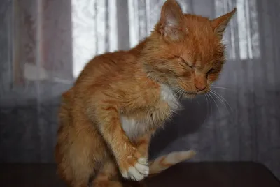 Кошкин дом: как городские власти и зоозащитники спасают бродячих кошек -  видео - 05.08.2023, Sputnik Казахстан