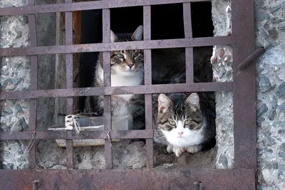 Из жизни бездомных кошек, котов и котят. | Пикабу