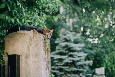 5 реальных историй спасения бездомных кошек и котят со счастливым концом |  Пикабу