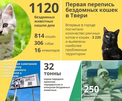 Кошачья перепись. Сколько в Москве бездомных кошек