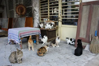 Как пристраивают бездомных животных в Швейцарии » Кошка Ветра
