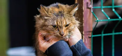 В Твери посчитали бездомных кошек | официальный сайт «Тверские ведомости»