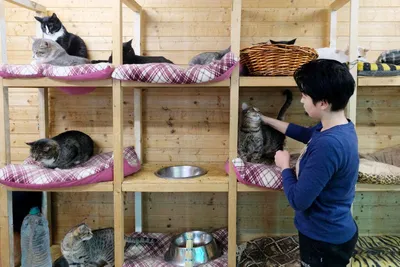 Трогательная выставка бездомных кошек прошла в Ростове-на-Дону