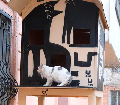 В Москве появился дом для бездомных кошек » «Платформа. Устойчивое  развитие» - деловое издание