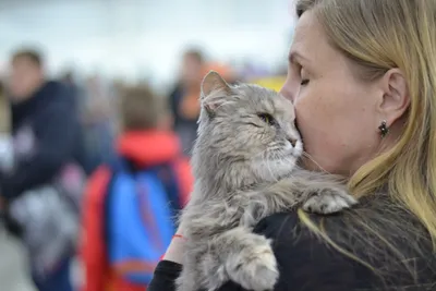 Получим портрет типичного котика»: в Москве началась перепись всех бездомных  котов и кошек - Мослента