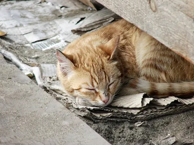 В Москве насчитали 70 тысяч бездомных кошек - Агентство социальной  информации