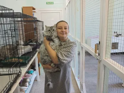 В Петербурге построят два городских приюта для бездомных животных -  Российская газета