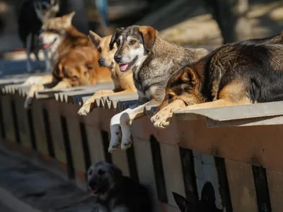 Власти Оренбурга выйдут с законодательной инициативой по решению проблемы бездомных  собак | Ветеринария и жизнь