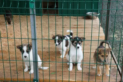 В Астрахани насчитывается 17 тысяч бездомных собак, не прошедших  стерилизацию