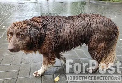 Бездомные собаки в городской среде: ужиться или выжить? (Прямой эфир) -  AmurMedia.ru