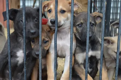 В Советском районе продолжается отлов и стерилизация бездомных собак