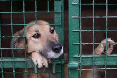 За нападения бездомных собак на людей наказывать станут муниципальных  чиновников - Российская газета