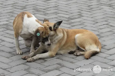 В Калуге резко увеличилось количество бездомных собак - Общество - Новости  - Калужский перекресток Калуга