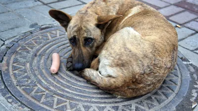 Отлов бездомных собак начнётся с Мегета, Савватеевки и Одинска - Ангарские  Ведомости